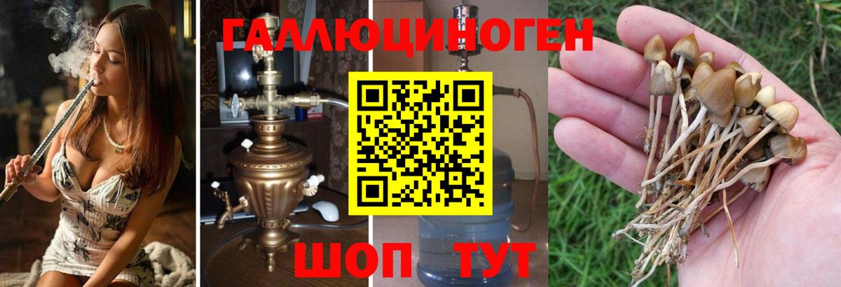 Псилоцибиновые грибы Psilocybe Похвистнево
